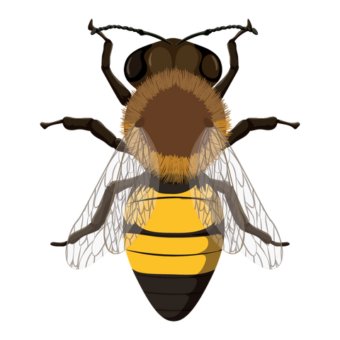 Bee Evolution Credit